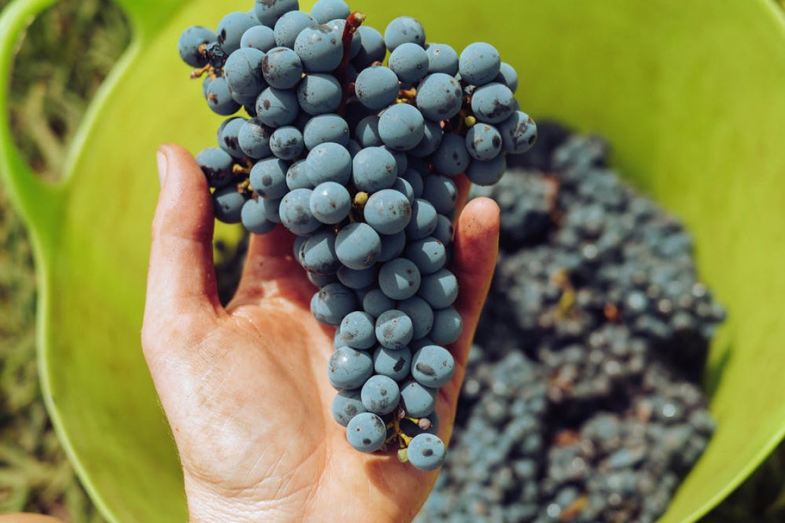 The Serene Side of Napa Valley