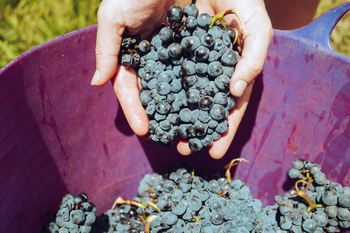 A Taste of Wine-inspired Vacations