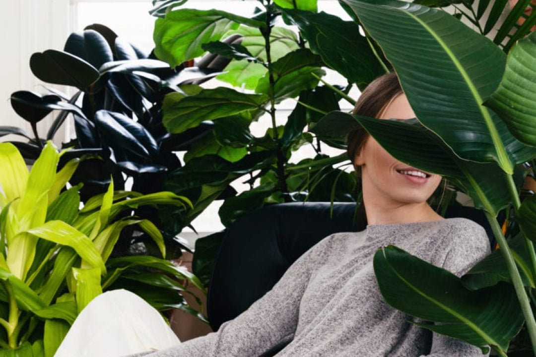 The Health Benefits of Indoor Plants